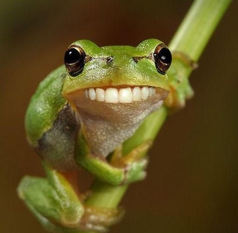best frog pickup lines
