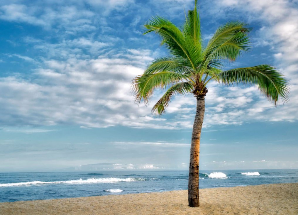funny palm tree lines for instagram captions
